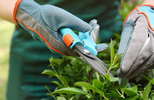 Ast- & Heckenscheren Ast- & Heckenscheren